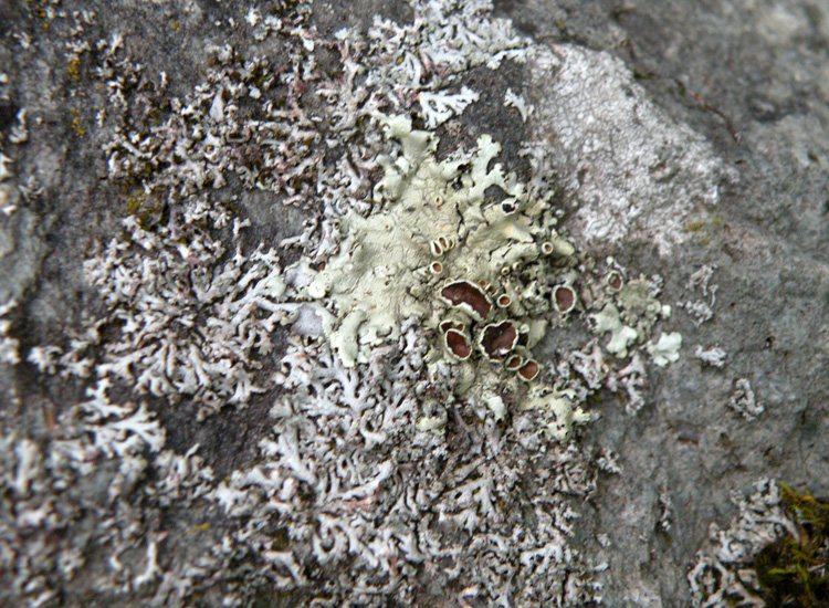 Dal Trentino, su roccia calcarea 2